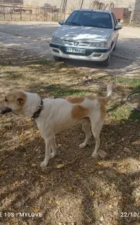 سگ آدمی وگلگی به شرط
