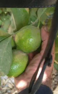 خریدارلیمو شیشه وانواع لیموها ومیوهای شماقیمت٪٪