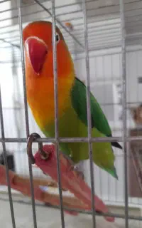 کوتوله برزیلی