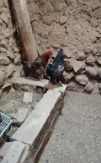 فروشی خروس ومرغ محلی