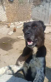 ماده نژاداصیل