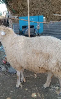 قوچ دودندان قیمت توافقی