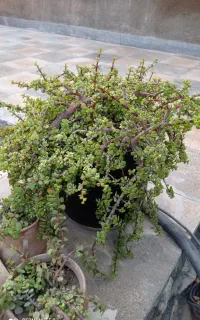 کراسولا خرفه ای