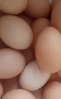 تخم مرغ نطفه دار برهمان‌