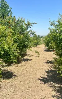 ۱۰۰متر باغ کنارچاه آب پرورش ماهی