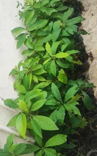 فروش تعدادی نهال