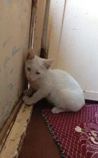 گربه