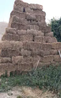 علوفه دیمی