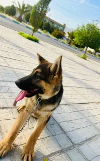 سگ ژرمن