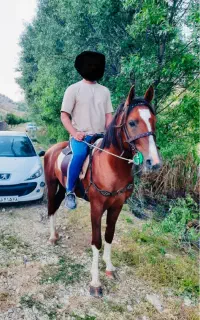 اسب برا کشش
