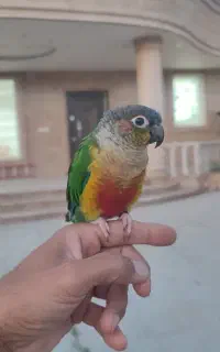 پرنده گمشده