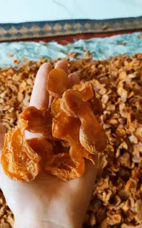 زردآلو قیصی تازه
