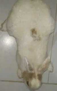 خرگوش