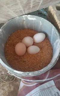تخم‌مرغ گلین نطفه دار