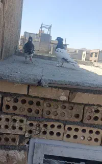 کله سیاه