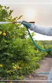 سم پاشی باغ و شهرک و منازل پذیرفته میشود