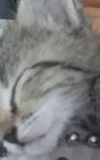 بچه گربه