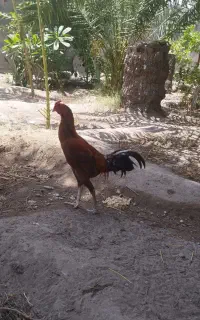 خروس