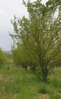 باغ فروشی در کاکان