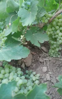 کارگر برای انگور چیدن