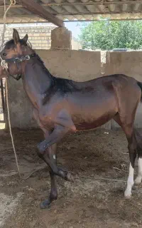 فروش کره نریون خالص نشان دار سردمگیر