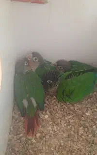 جوجه گرینچک سریلاکی