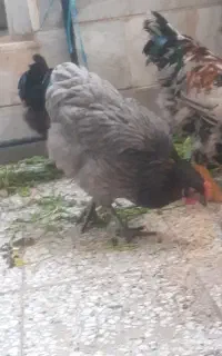 مرغ و خروس