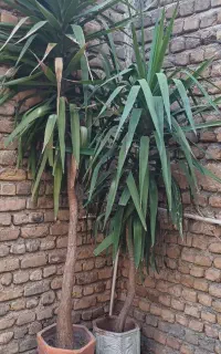 یوکا (گل و گلدان)