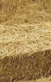 سر کلش گندم  تحویل در محل