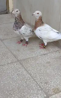 دوتا ماده هفرنگ زرد عطقیه به شرط تخم جوجه