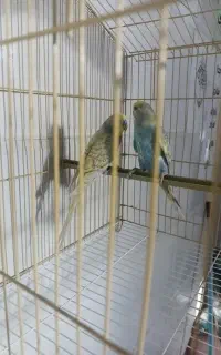 جفت مرغ عشق رینبو