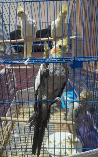 عروس هلندی