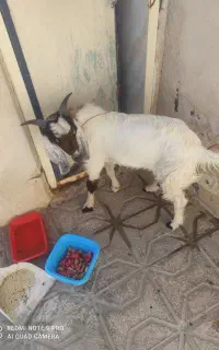 بز نر