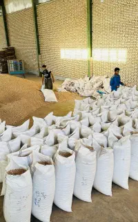 خرید و فروش انواع پسته