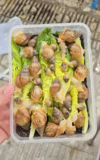 حلزون کوچولو