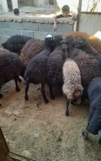 ۶ عدد بره نر زنده چاق