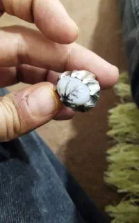 شجر