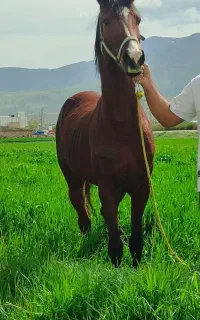 آموزش سوارکاری .باشگاه سوارکاری