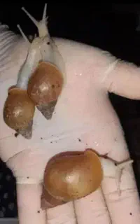 جفت حلزون نژاد آلبینو و آچاتینا