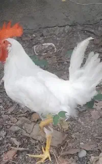 خروس سفید ۵ ماهه