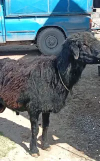 قوچ افشار 3 ساله