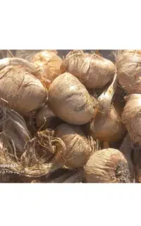 پیاز زعفران
