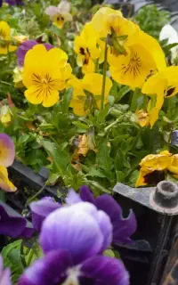 فضای سبز (باغبان)