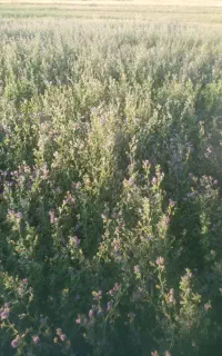 بذر یونجه رنجر پایه بلند شرطی