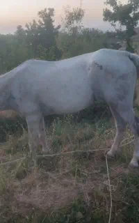 اسب مادیون آماده نسل گیری