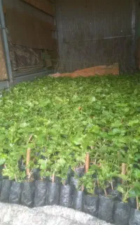 نهال انگور