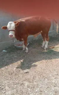 گوساله سیمینتال نر