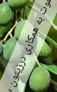 دعوت به کار در زیتون سرا