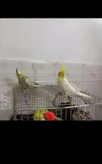 عروس هلندی