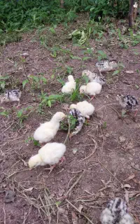جوجه بقلمون محلی برنزه